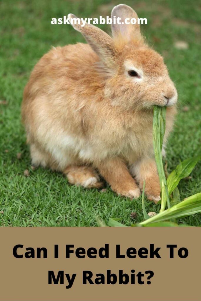 Can-I-Feed-Leek-To-My-Rabbit