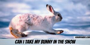Can I Take My Bunny In The Snow?