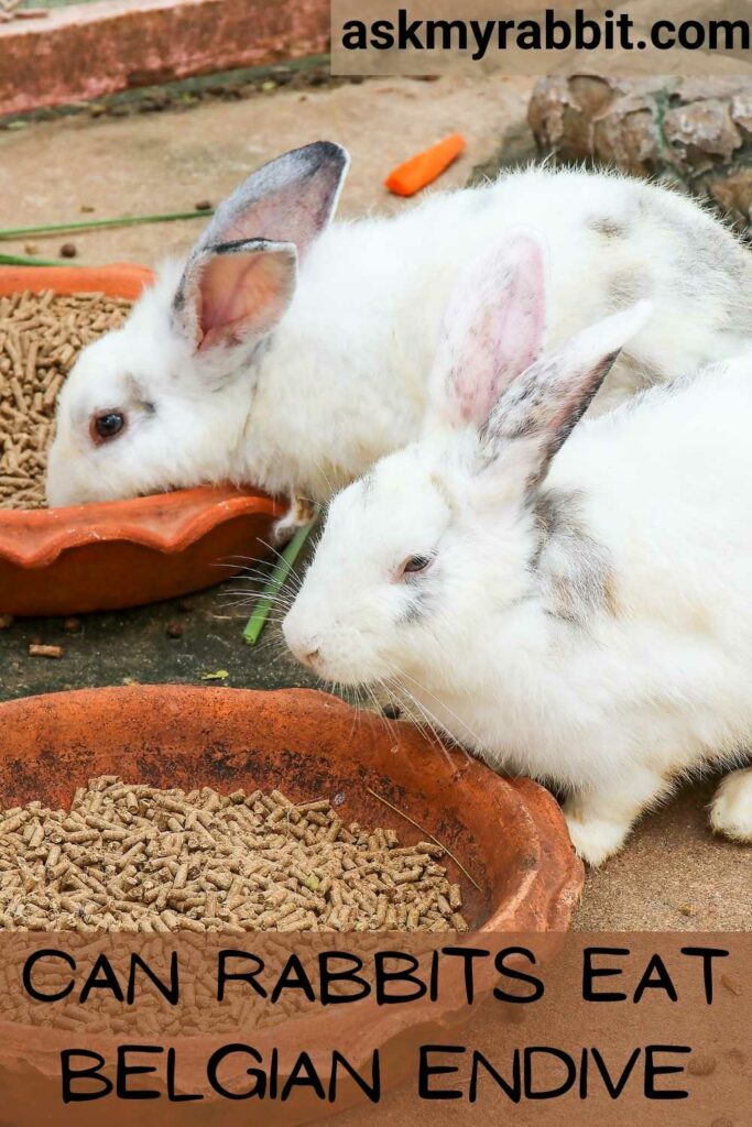 Can Rabbits Eat Belgian Endive