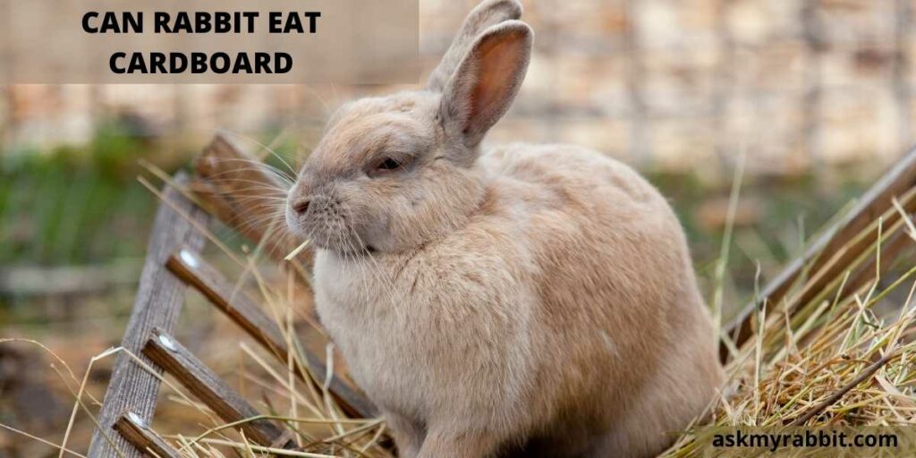 Can Rabbits Eat Cardboard