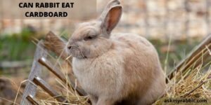 Can Rabbits Eat Cardboard? Is Cardboard Safe For Rabbits?