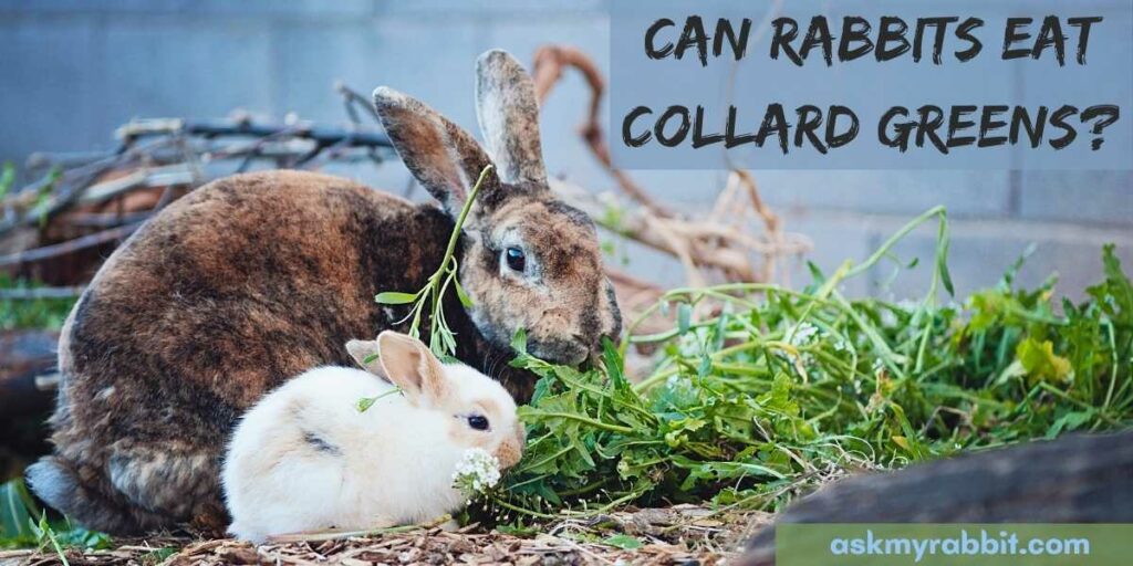 can rabbits eat collard greens?