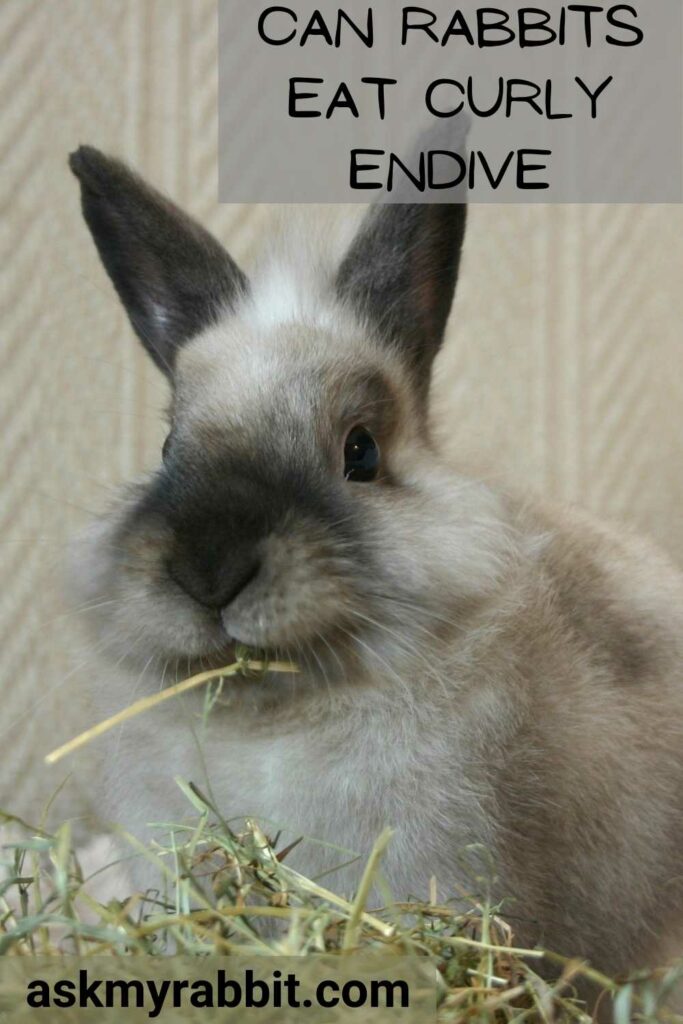 Can Rabbits Eat Curly Endive
