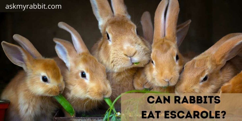 Can Rabbits Eat Escarole