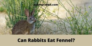 Can Rabbits Eat Fennel? Is It Safe For Your Rabbit?