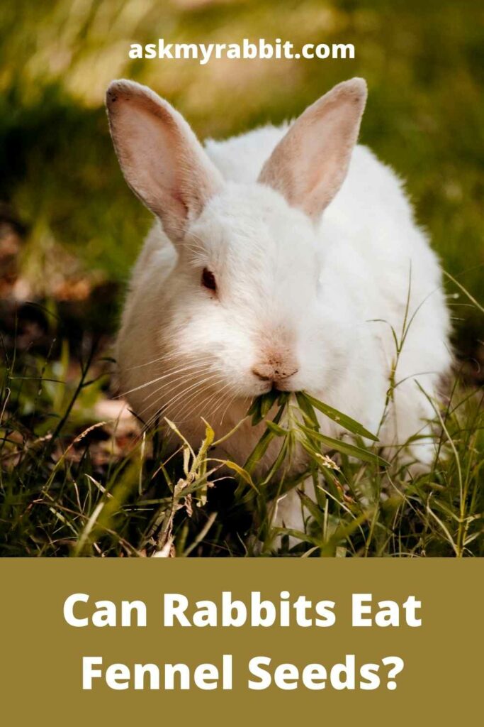 Can Rabbits Eat Fennel Seeds?