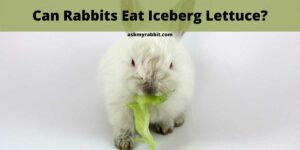 Can Rabbits Eat Iceberg Lettuce?