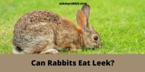Can Rabbits Eat Leek? All You Need To Know!