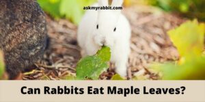 Can Rabbits Eat Maple Leaves? Benefits And Risks!