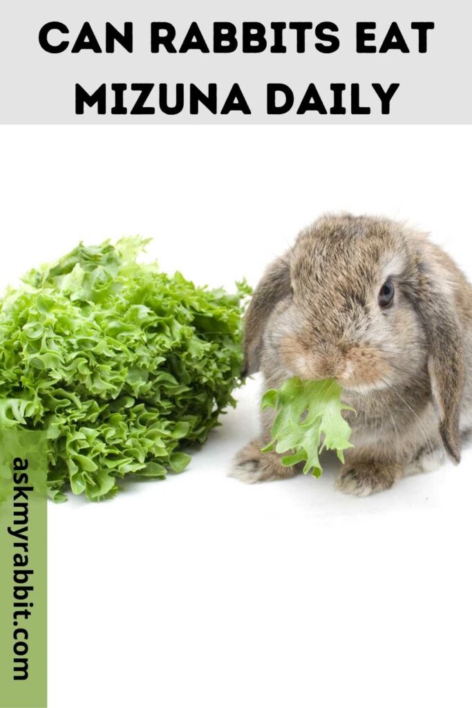 Can Rabbits Eat Mizuna Daily