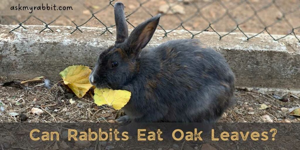 Can Rabbits Eat Oak Leaves