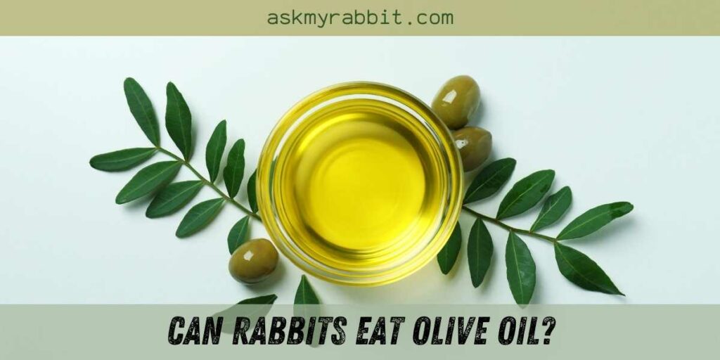 Can Rabbits Eat Olive Oil