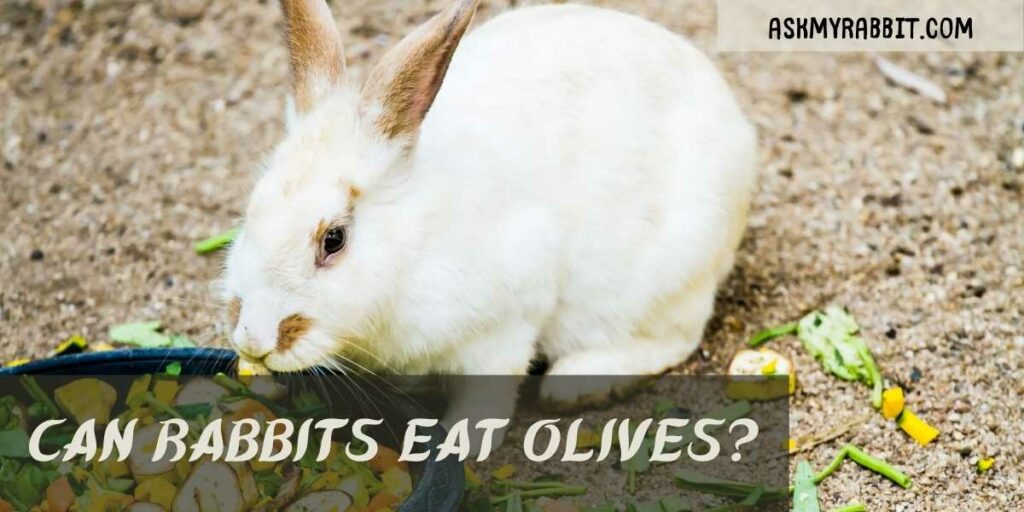 Can Rabbits Eat Olives