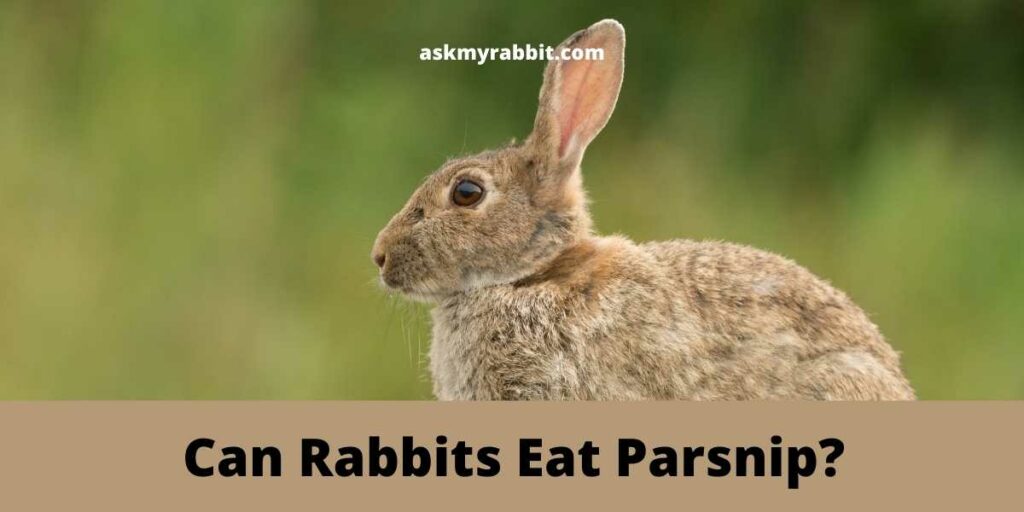 Can Rabbits Eat Parsnip?