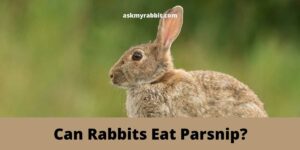 Can Rabbits Eat Parsnip? All You Need To Know!