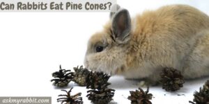 Can Rabbits Eat Pine Cones? Are All Pine Cones Safe For Rabbits