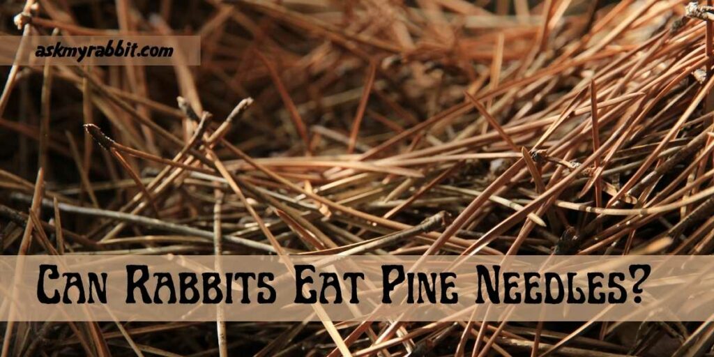 Can Rabbits Eat Pine Needles