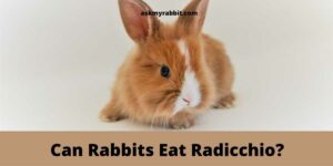 Can Rabbits Eat Radicchio? Benefits And Risks!