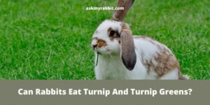 Can Rabbits Eat Turnip And Turnip Greens?