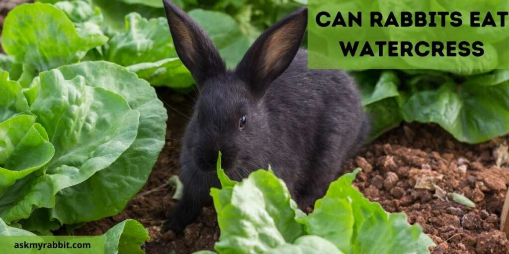 Can Rabbits Eat Watercress