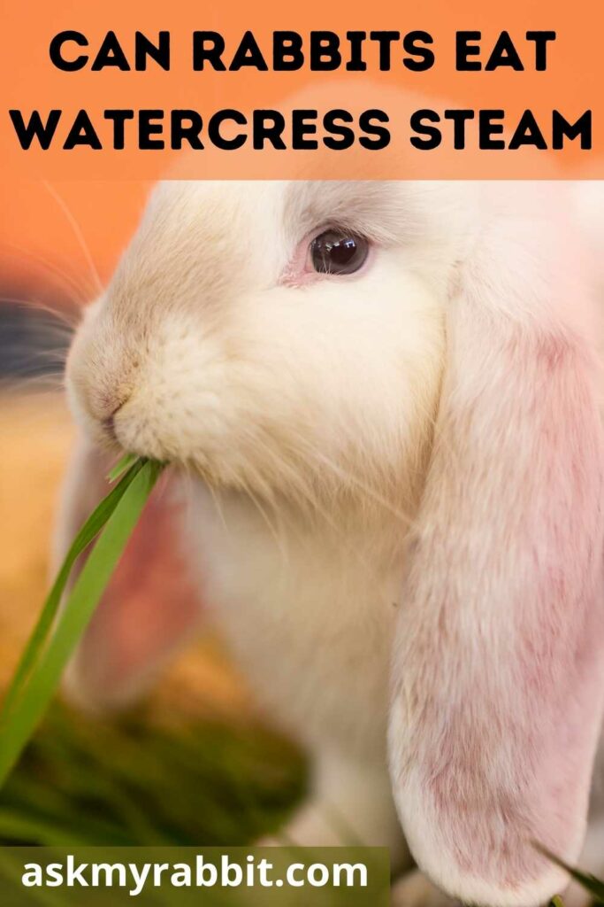Can Rabbits Eat Watercress Stem