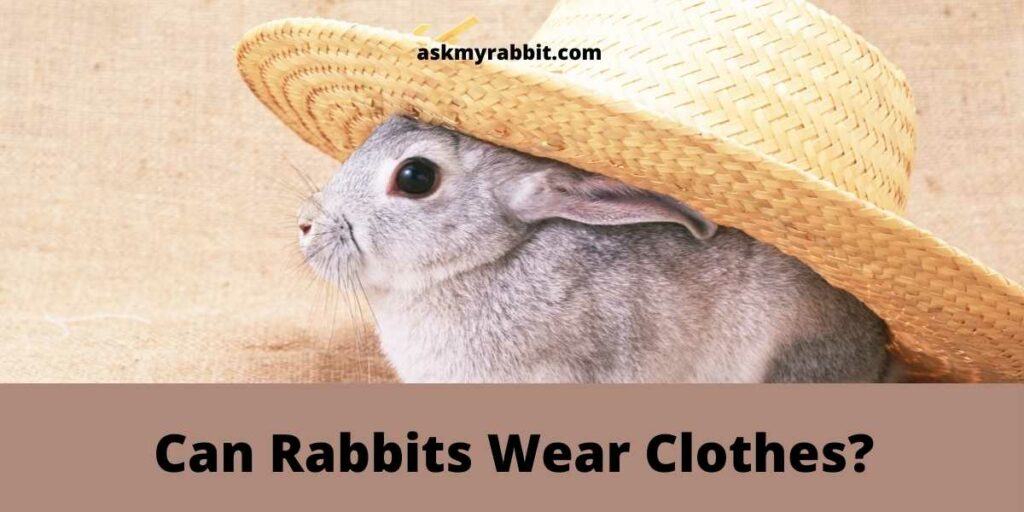 Can-Rabbits-Wear-Clothes