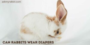 Can Rabbits Wear Diapers? Is It Okay For Rabbits To Wear Diapers?