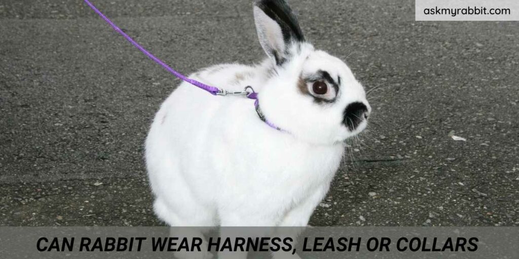 Can Rabbits Wear Harness, Leash Or Collars