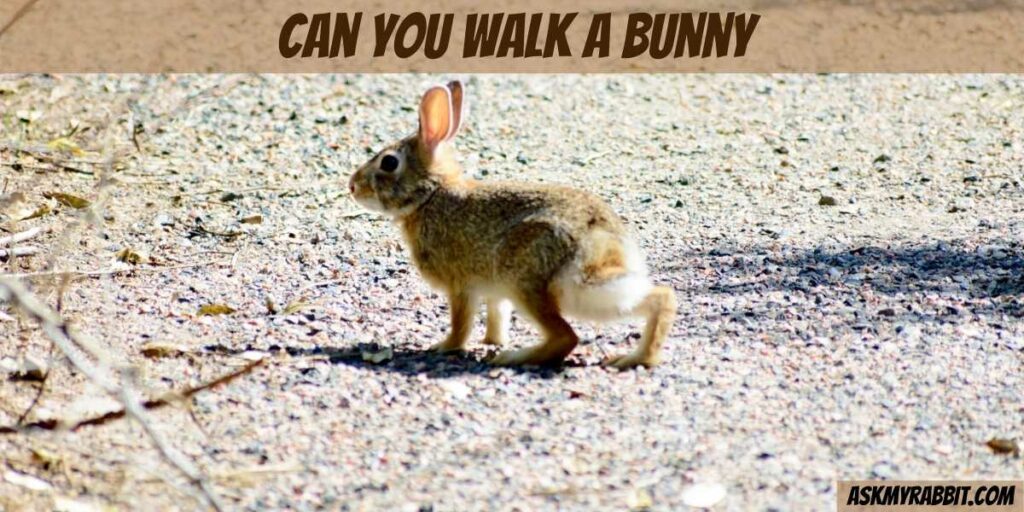 Can You Walk A Bunny