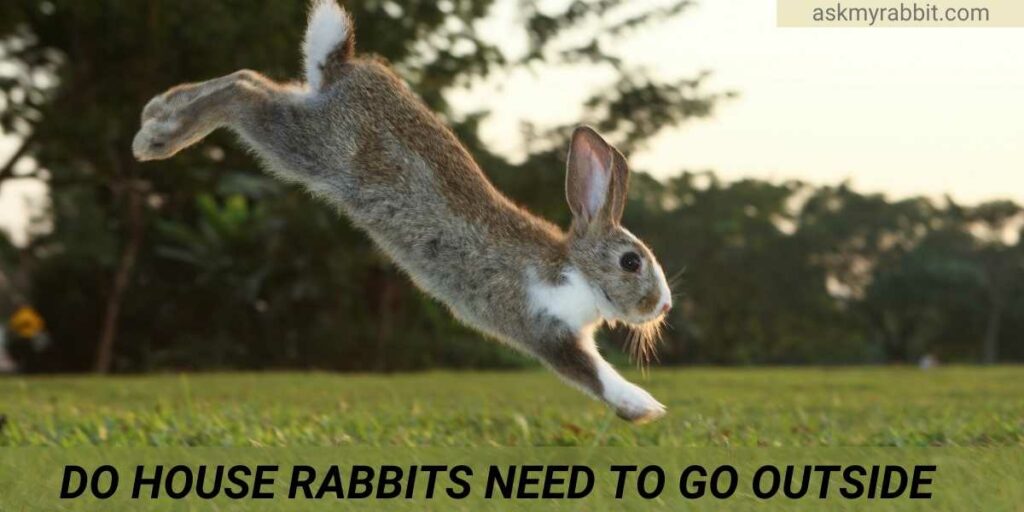 Do House Rabbits Need To Go Outside?