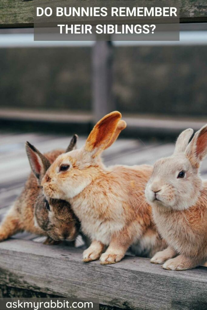 Do Bunnies Remember Their Siblings