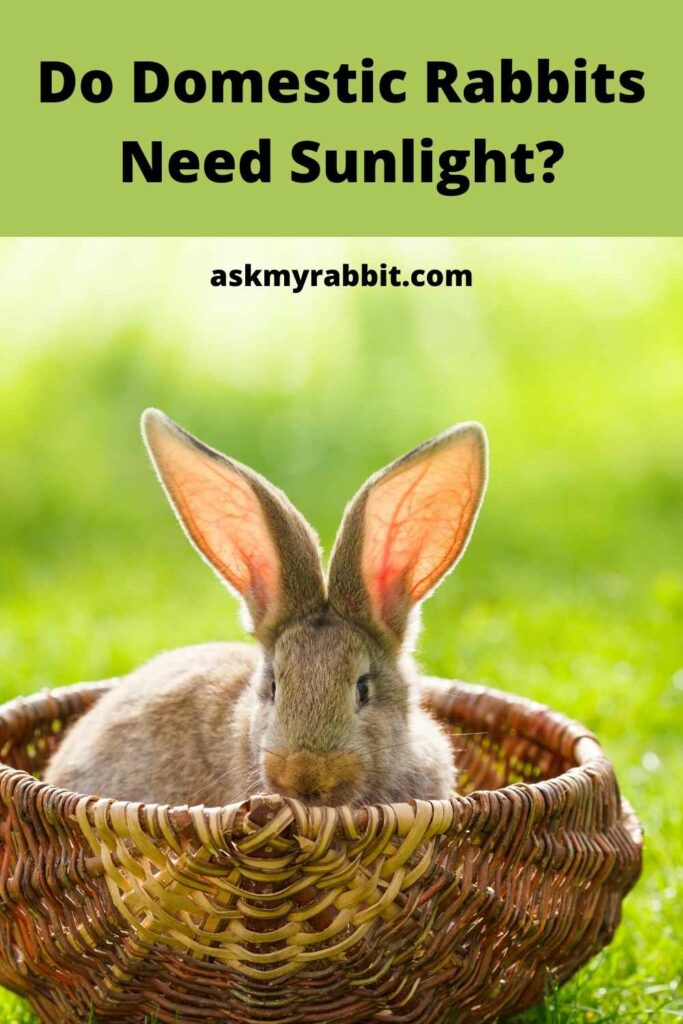 Do-Domestic-Rabbits-Need-Sunlight