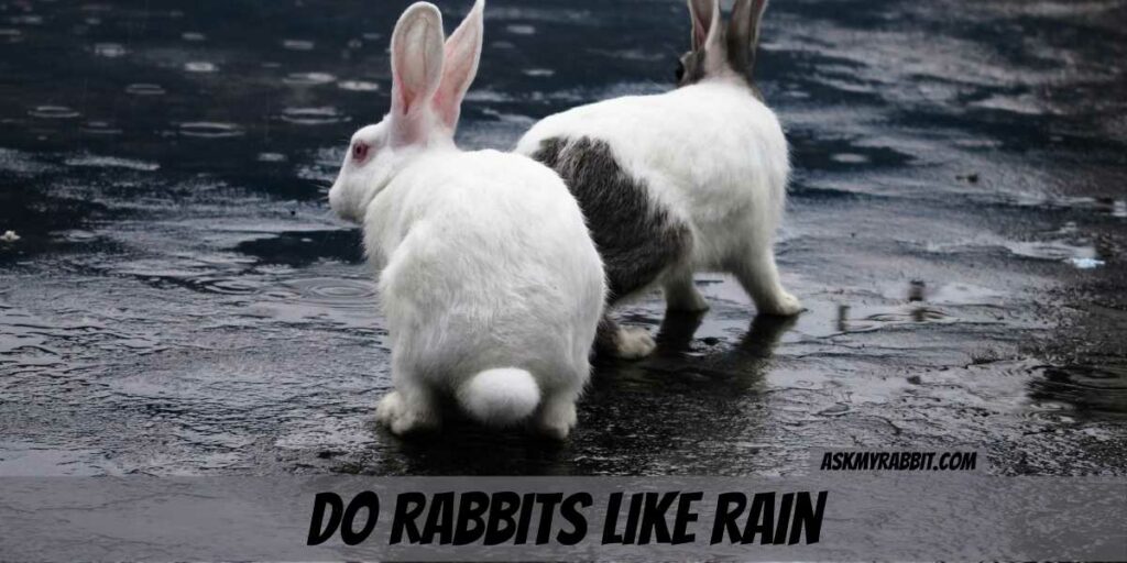 Do Rabbits Like Rain