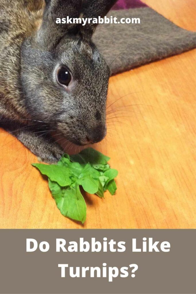 Do-Rabbits-Like-Turnips