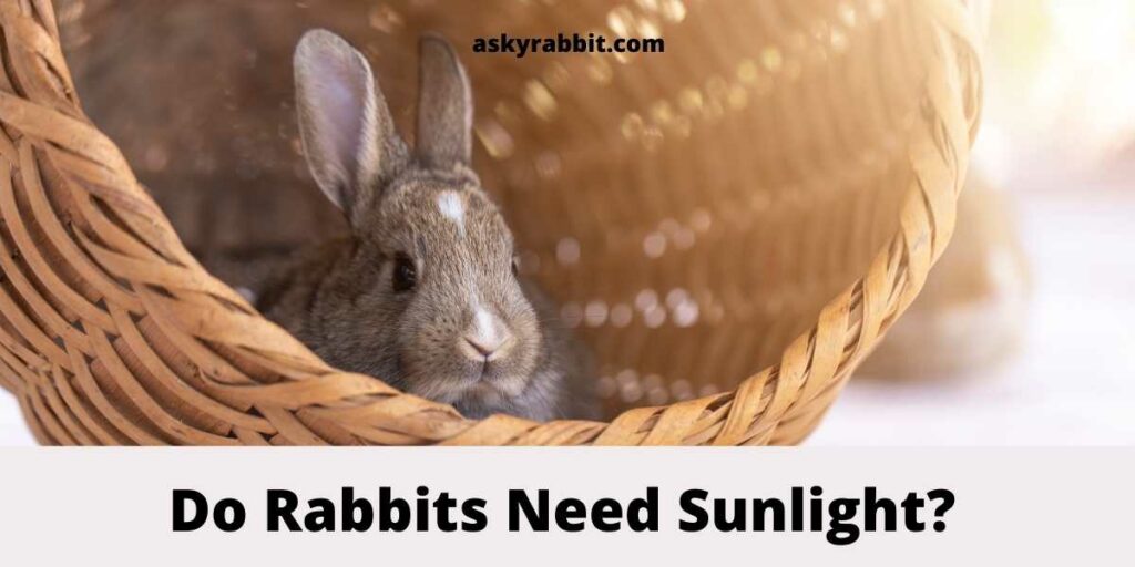 Do-Rabbits-Need-Sunlight
