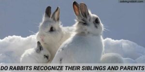 Do Rabbits Recognize Their Siblings And Parents?