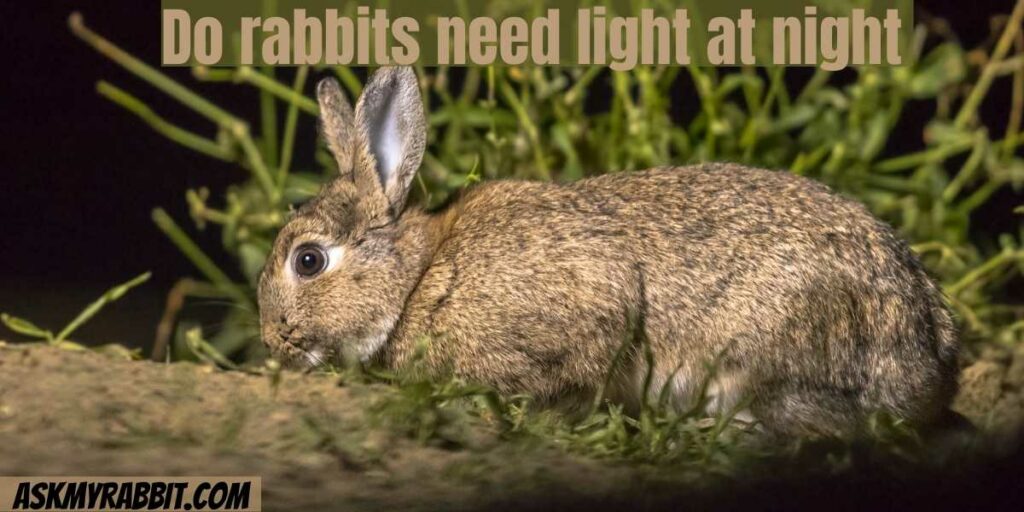 Do rabbits need light at night