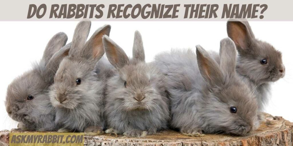 Do rabbits recognize their name