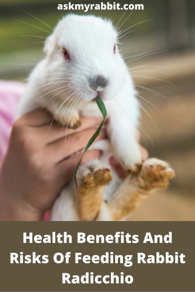 Health-Benefits-And-Risks-Of-Feeding-Rabbit-Radicchio