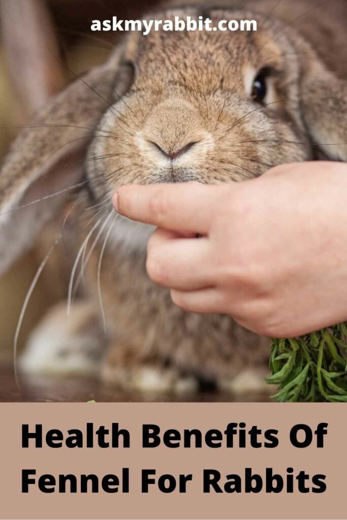 Health Benefits Of Fennel For Rabbits
