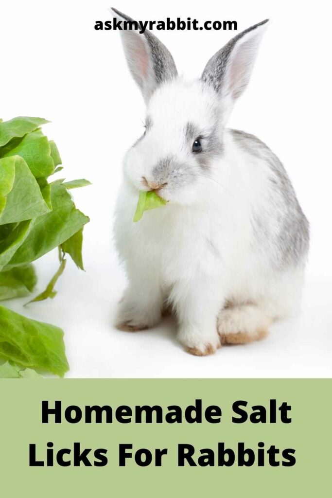 Homemade-Salt-Licks-For-Rabbits