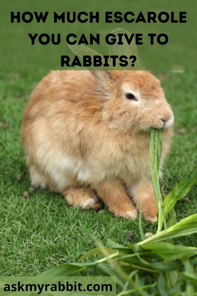 How Much Escarole You Can Give To Rabbits