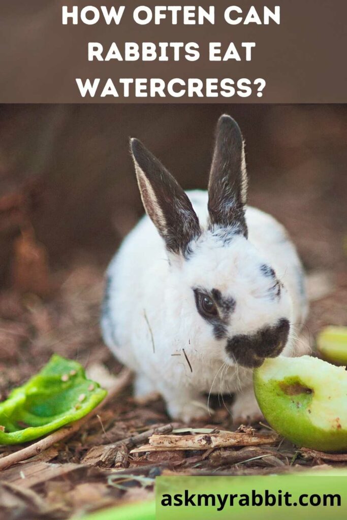 How Often Can Rabbits Eat Watercress