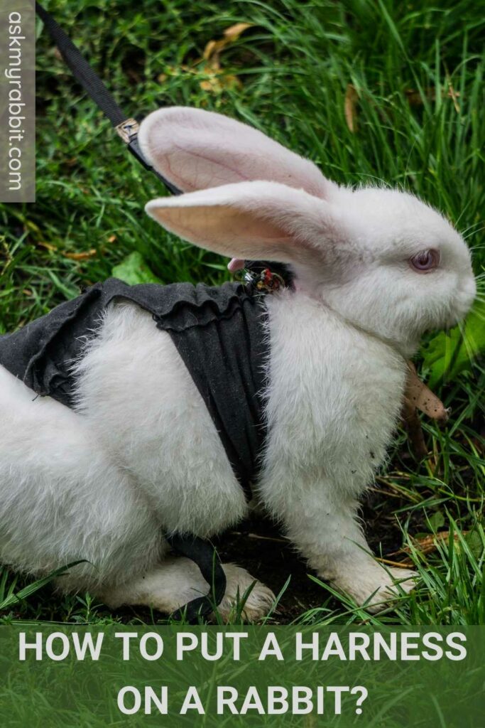 How To Put A Harness On A Rabbit