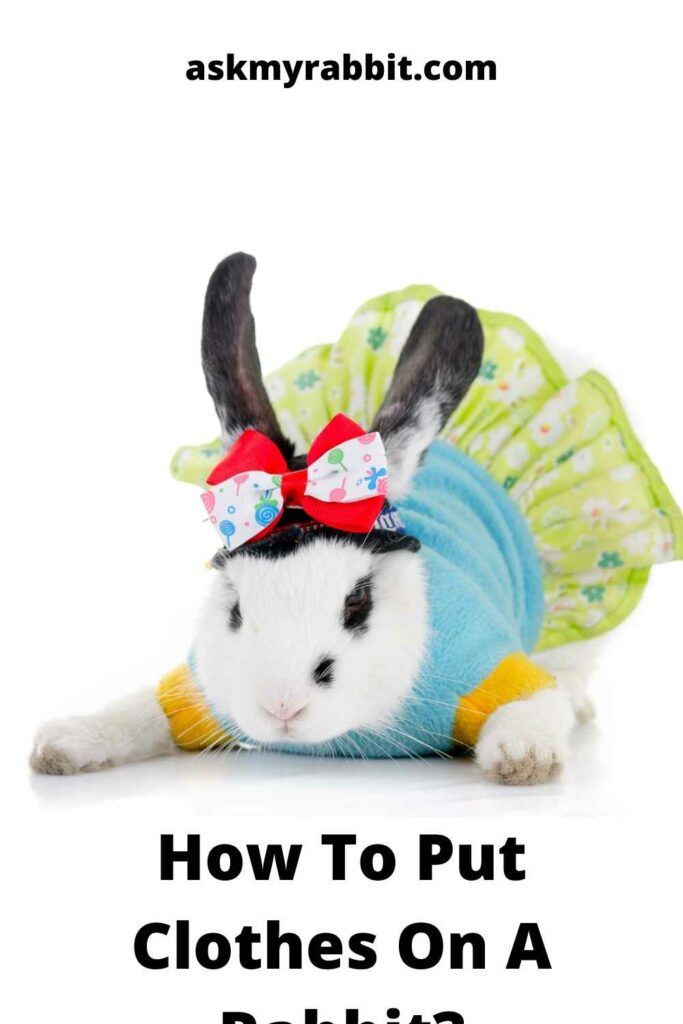 How-To-Put-Clothes-On-A-Rabbit