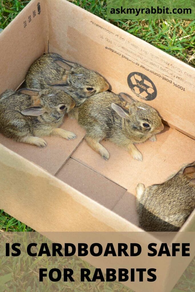 Is Cardboard Safe For Rabbits