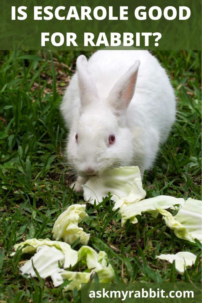 Is Escarole Good For Rabbits