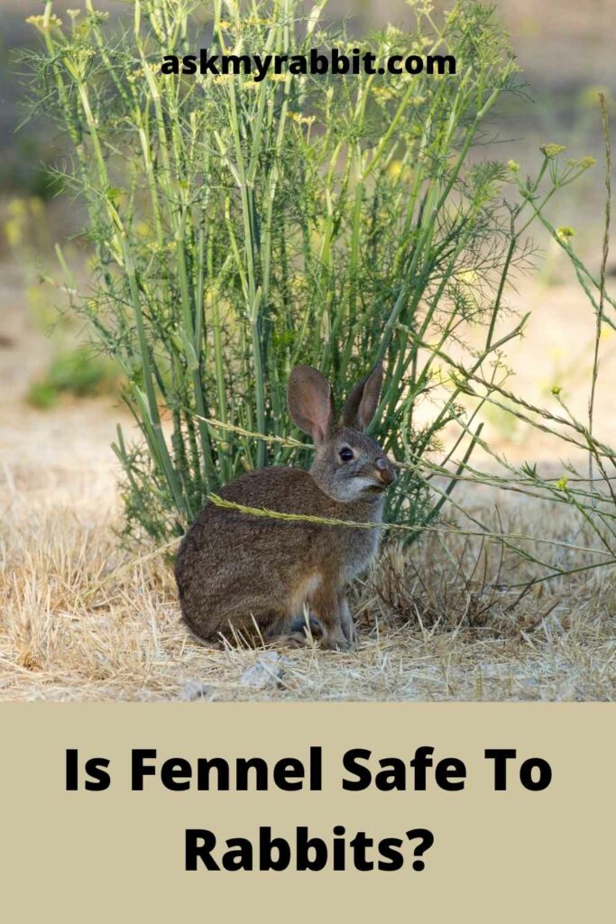 Is Fennel Safe To Rabbits?
