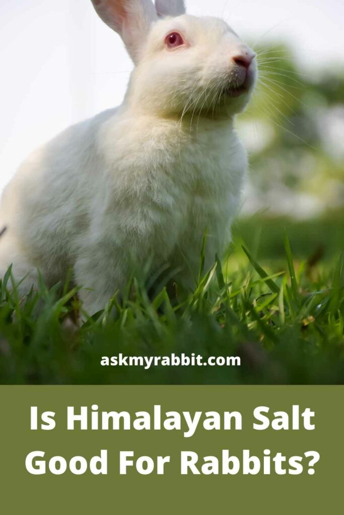 Is-Himalayan-Salt-Good-For-Rabbits
