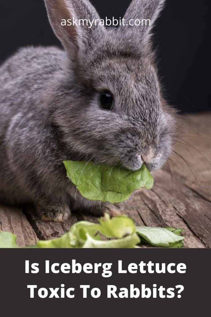 Is-Iceberg-Lettuce-Toxic-To-Rabbits